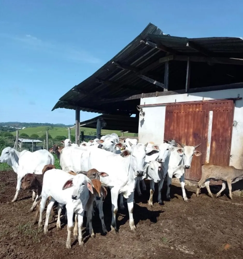 Fazenda, 47 m² - Foto 4