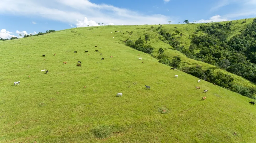 Fazenda, 220 hectares - Foto 9