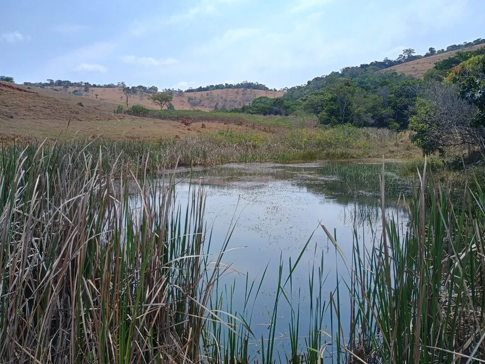 Fazenda, 42 hectares - Foto 4