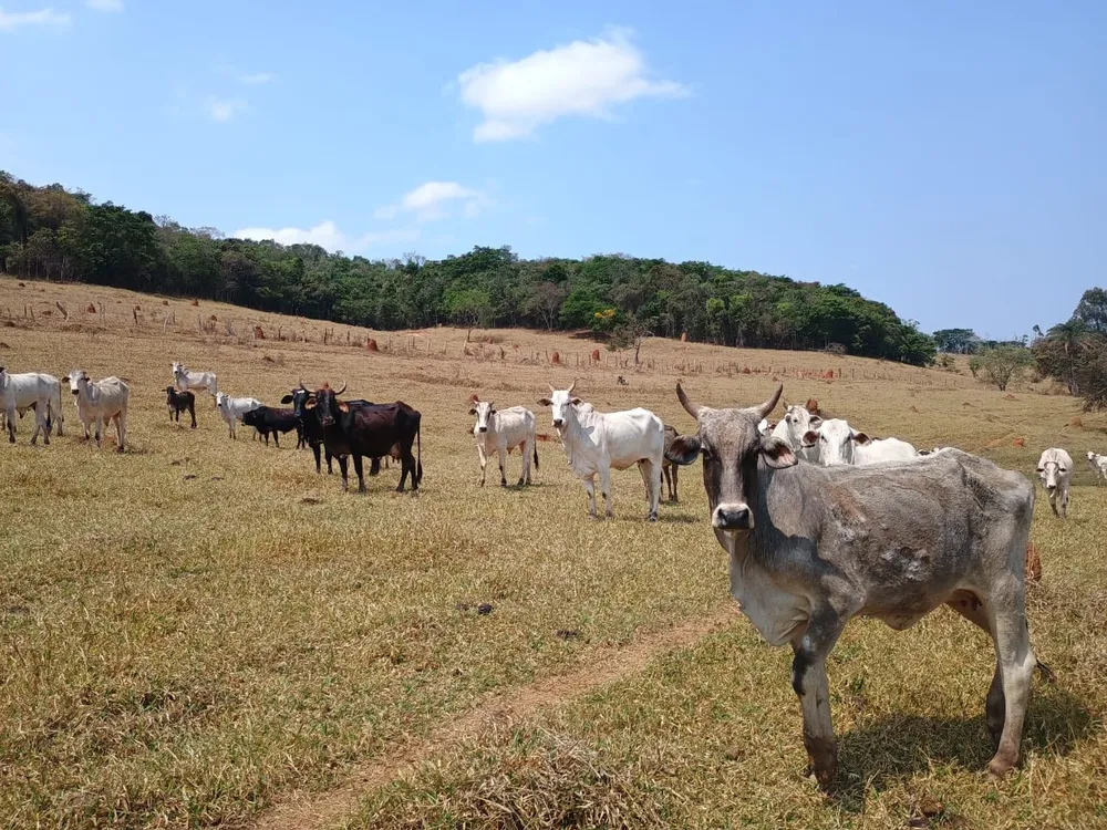 Fazenda, 42 hectares - Foto 14