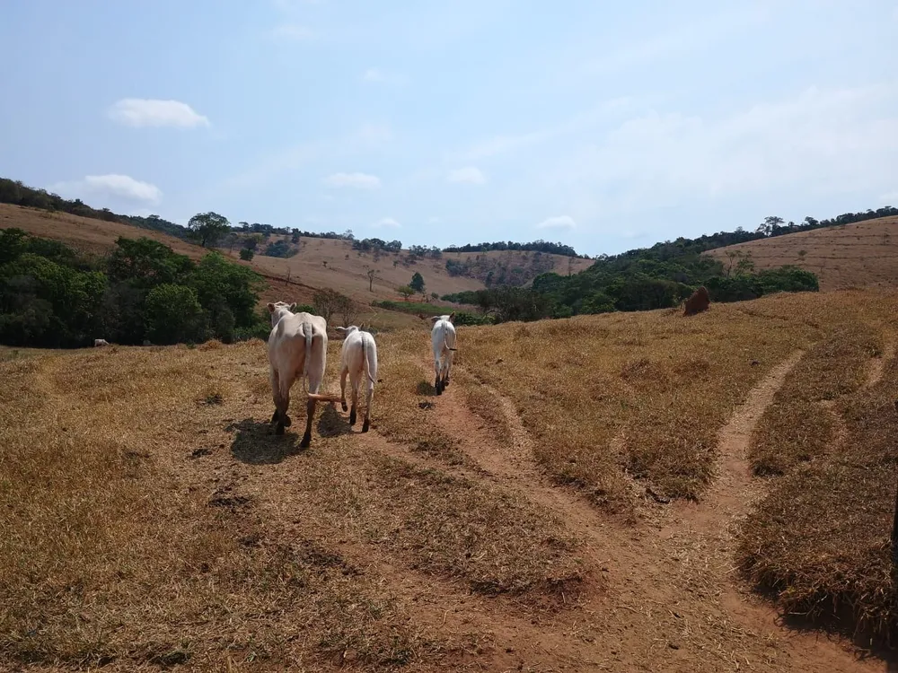 Fazenda, 42 hectares - Foto 19