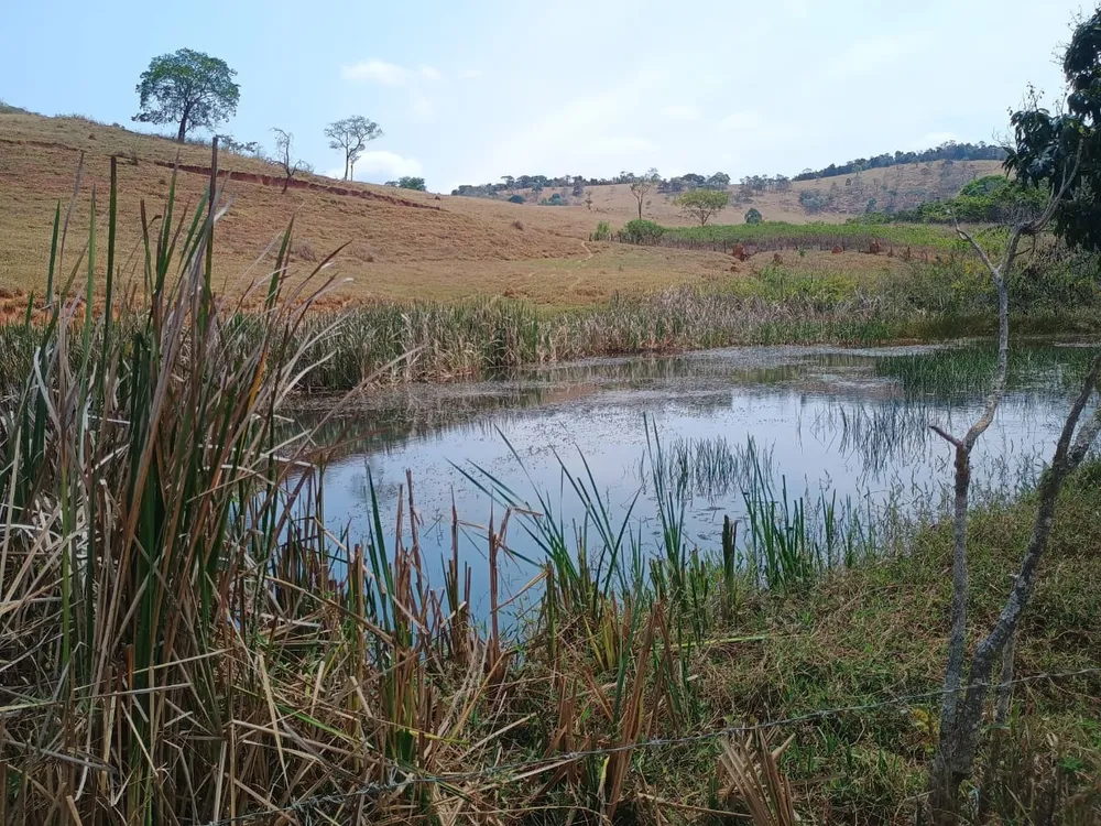 Fazenda, 42 hectares - Foto 6