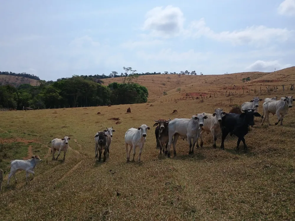 Fazenda, 42 hectares - Foto 11