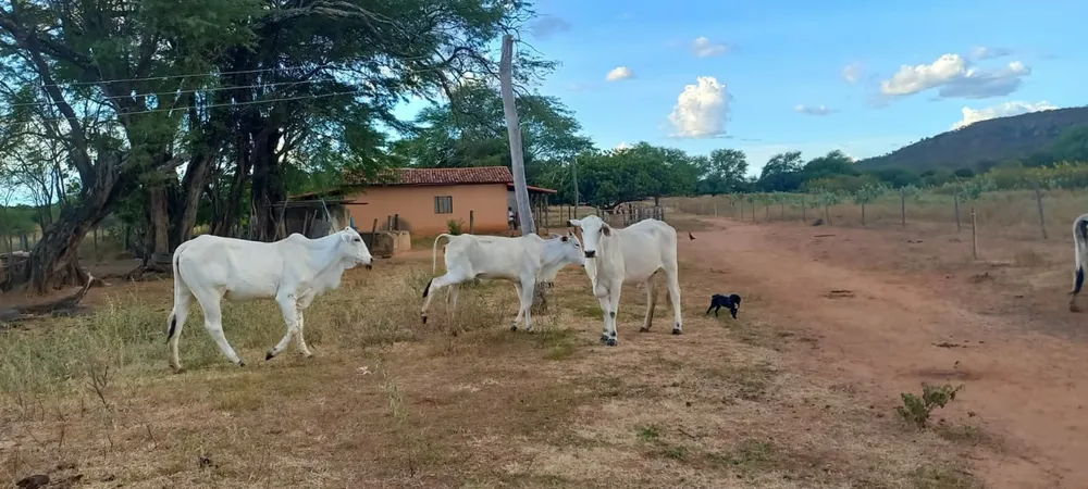 Fazenda, 2 quartos - Foto 6