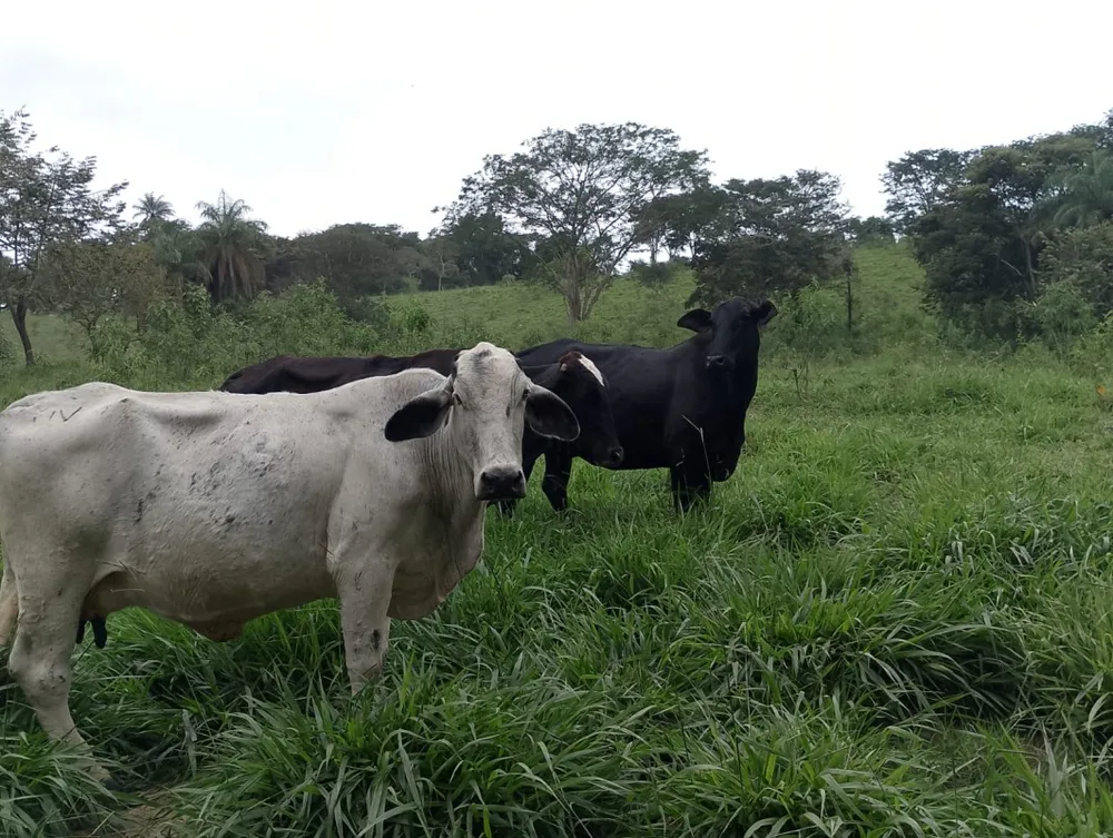 Fazenda, 1 quarto - Foto 7