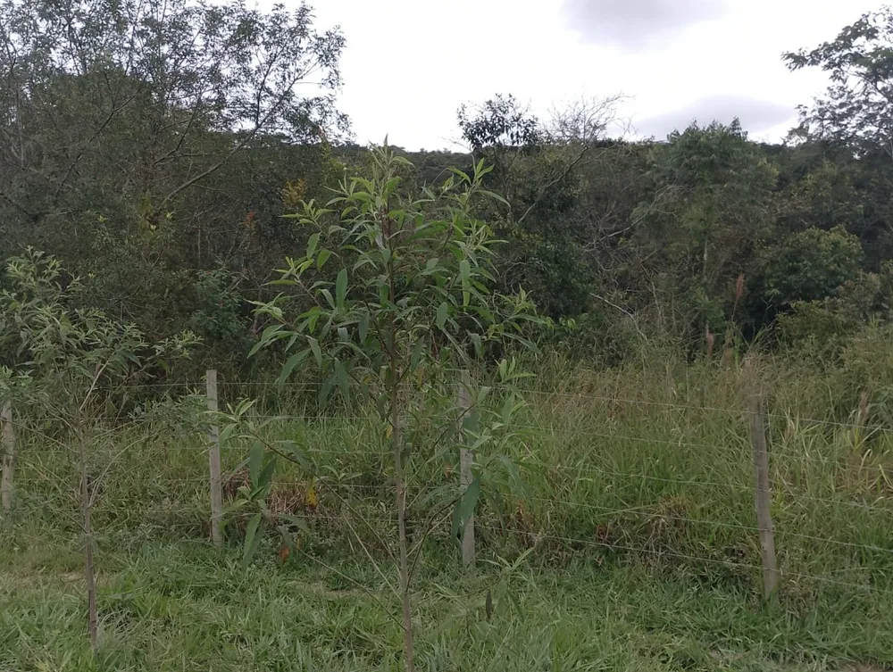 Fazenda, 1 quarto - Foto 13