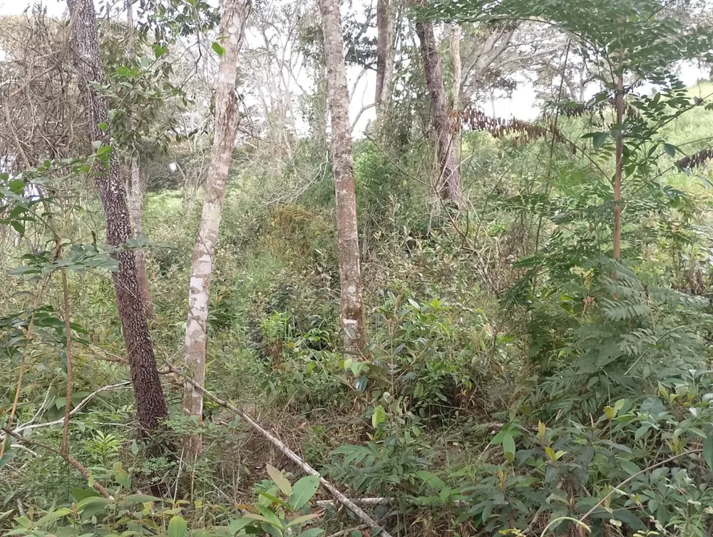 Fazenda, 1 quarto - Foto 14