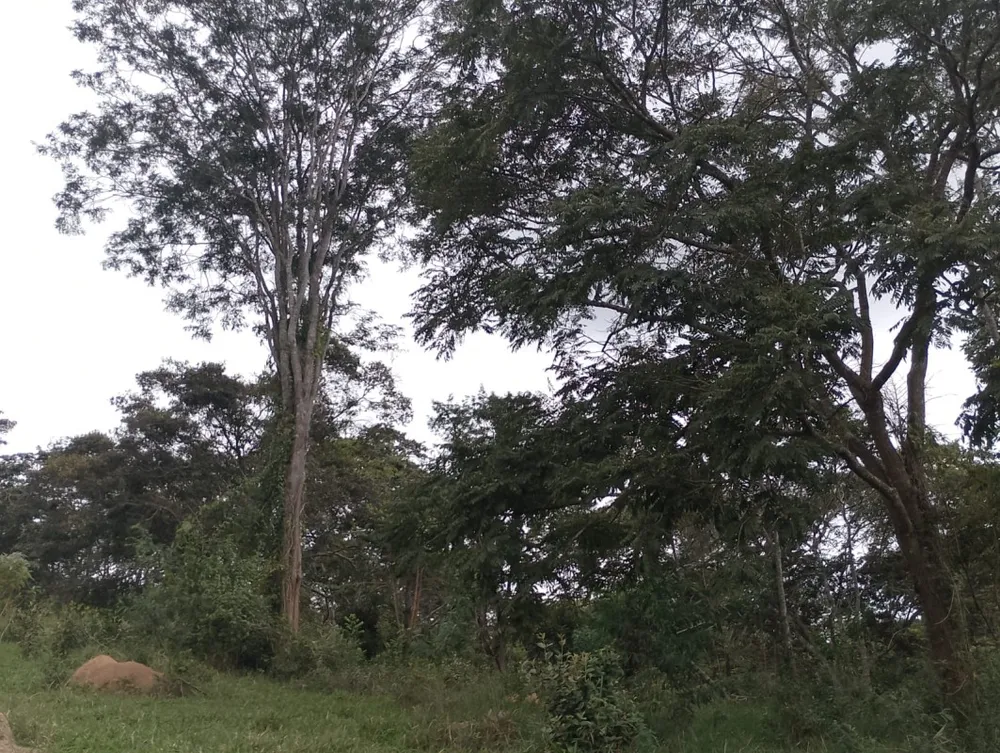 Fazenda, 1 quarto - Foto 7