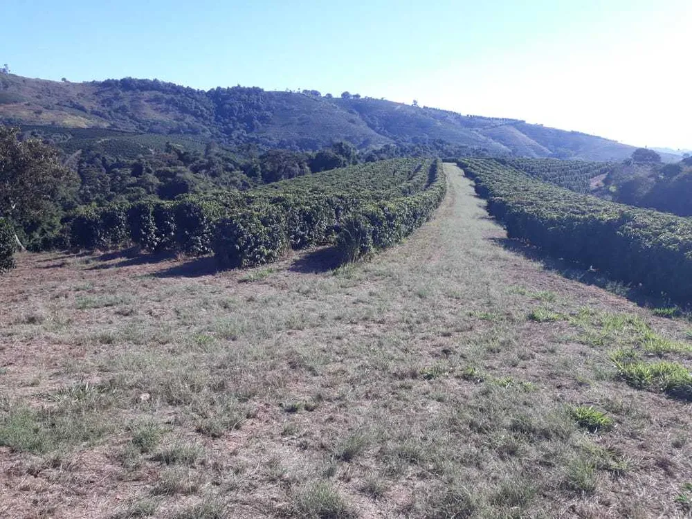 Fazenda, 250 hectares - Foto 11