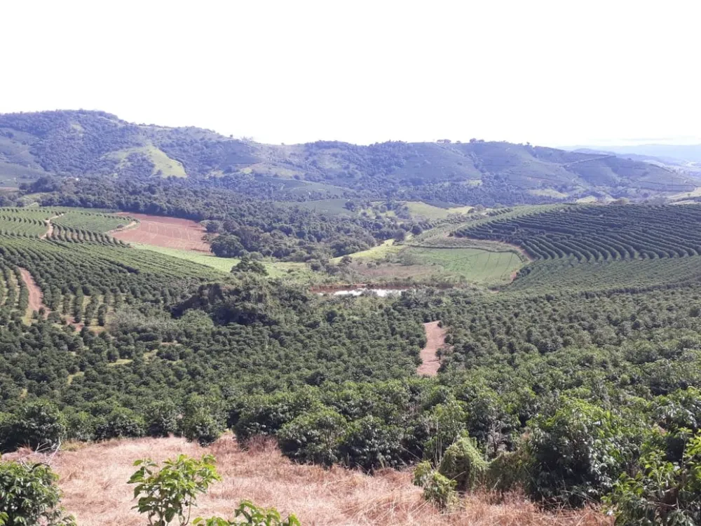 Fazenda, 250 hectares - Foto 8