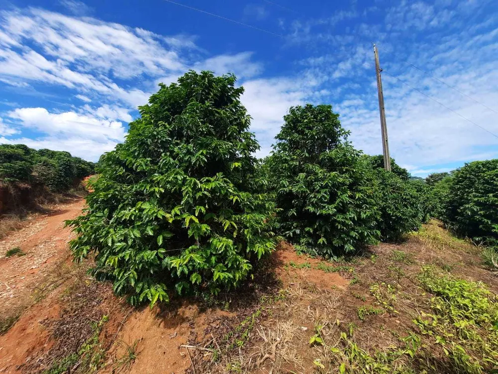 Fazenda, 250 hectares - Foto 1