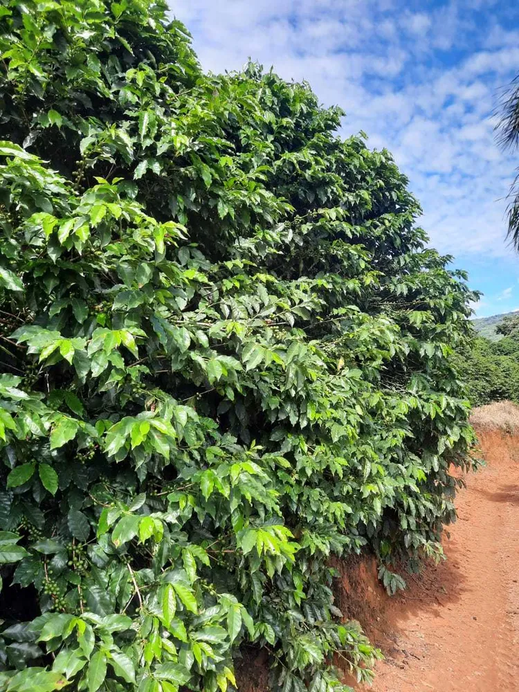 Fazenda, 250 hectares - Foto 4