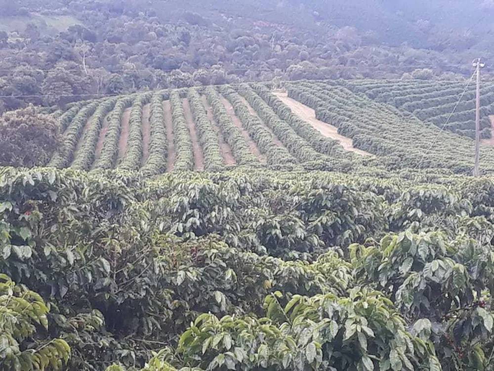 Fazenda, 250 hectares - Foto 16