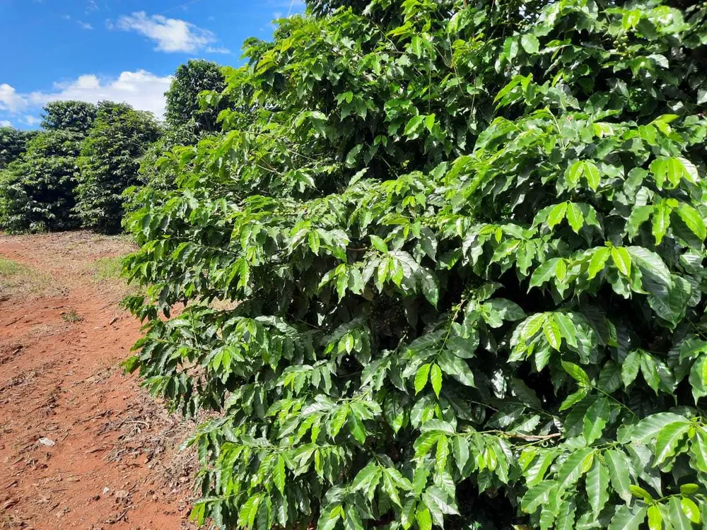 Fazenda, 250 hectares - Foto 2