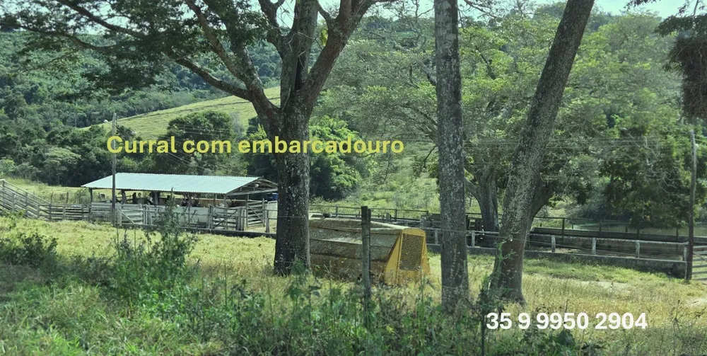 Fazenda, 250 hectares - Foto 8