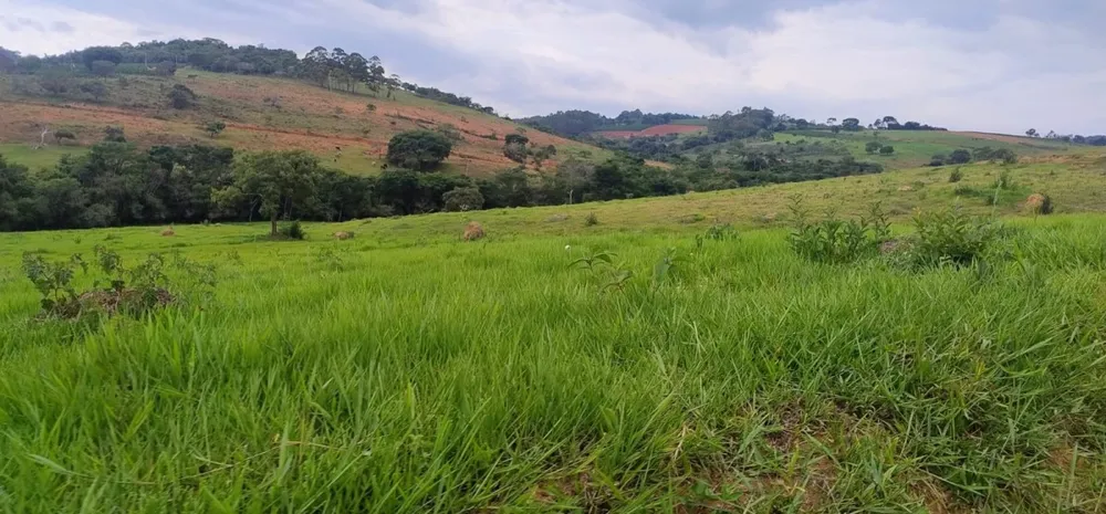 Fazenda, 250 hectares - Foto 3