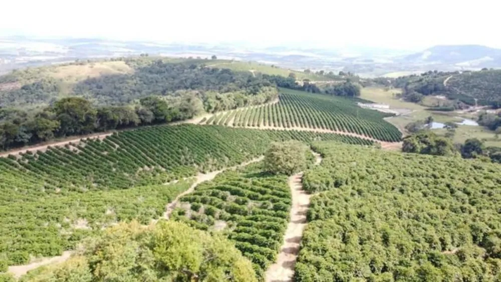 Fazenda, 53 hectares - Foto 4