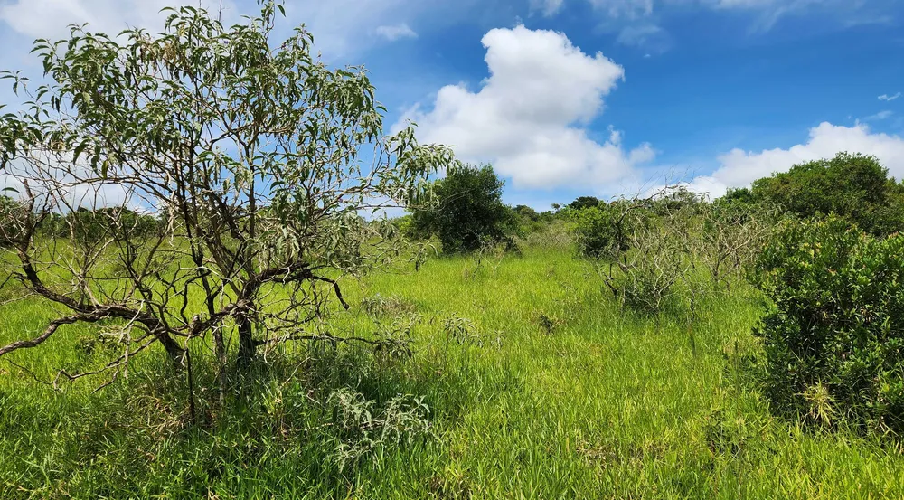 Fazenda, 121 hectares - Foto 8