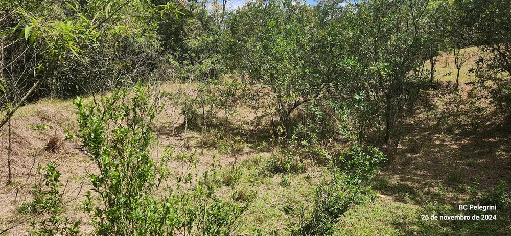 Fazenda, 121 hectares - Foto 23
