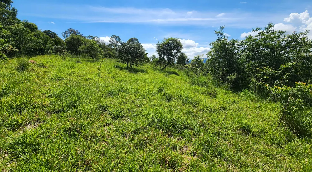 Fazenda, 121 hectares - Foto 12