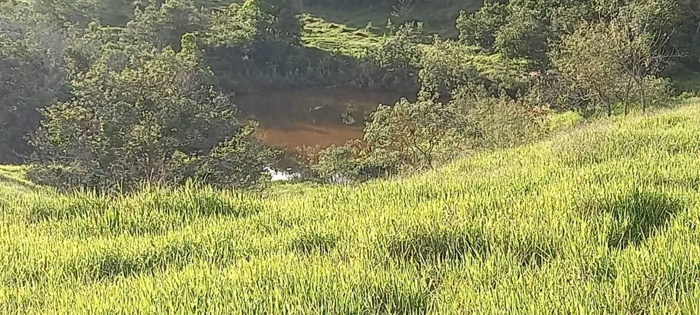 Fazenda, 121 hectares - Foto 14