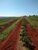 Fazenda, 1 quarto - Foto 1