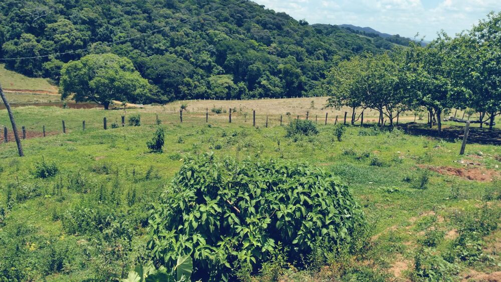 Sítio à venda com 3 quartos, 360000m² - Foto 3