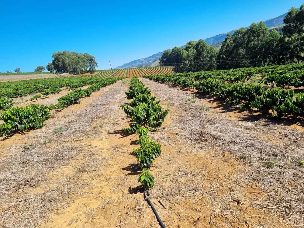Fazenda, 113 hectares - Foto 2