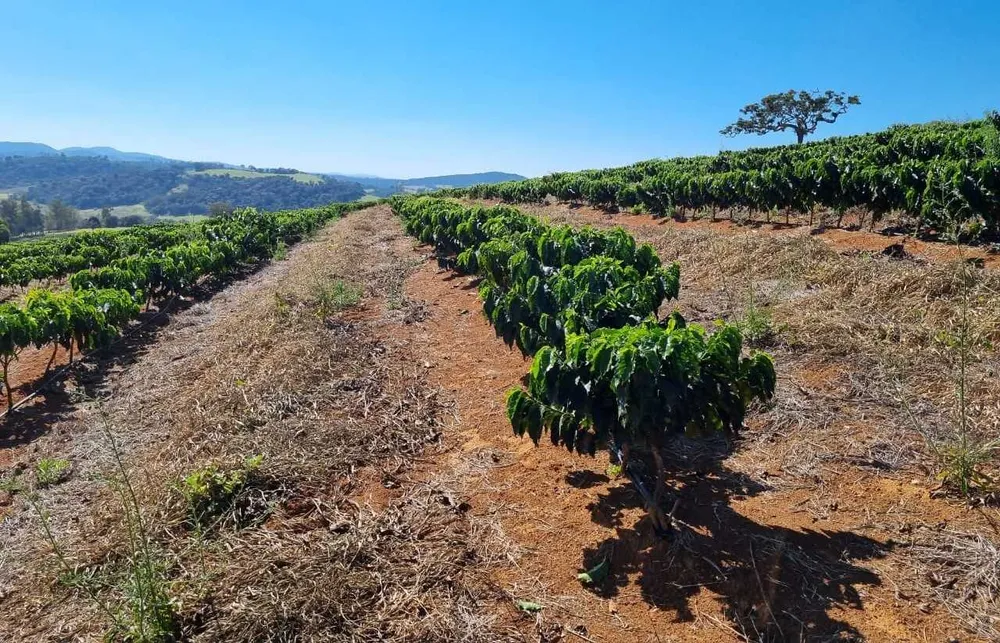 Fazenda, 113 hectares - Foto 7