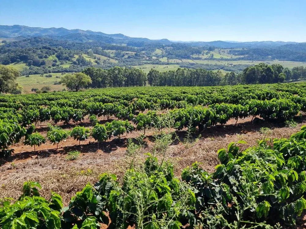 Fazenda, 113 hectares - Foto 6