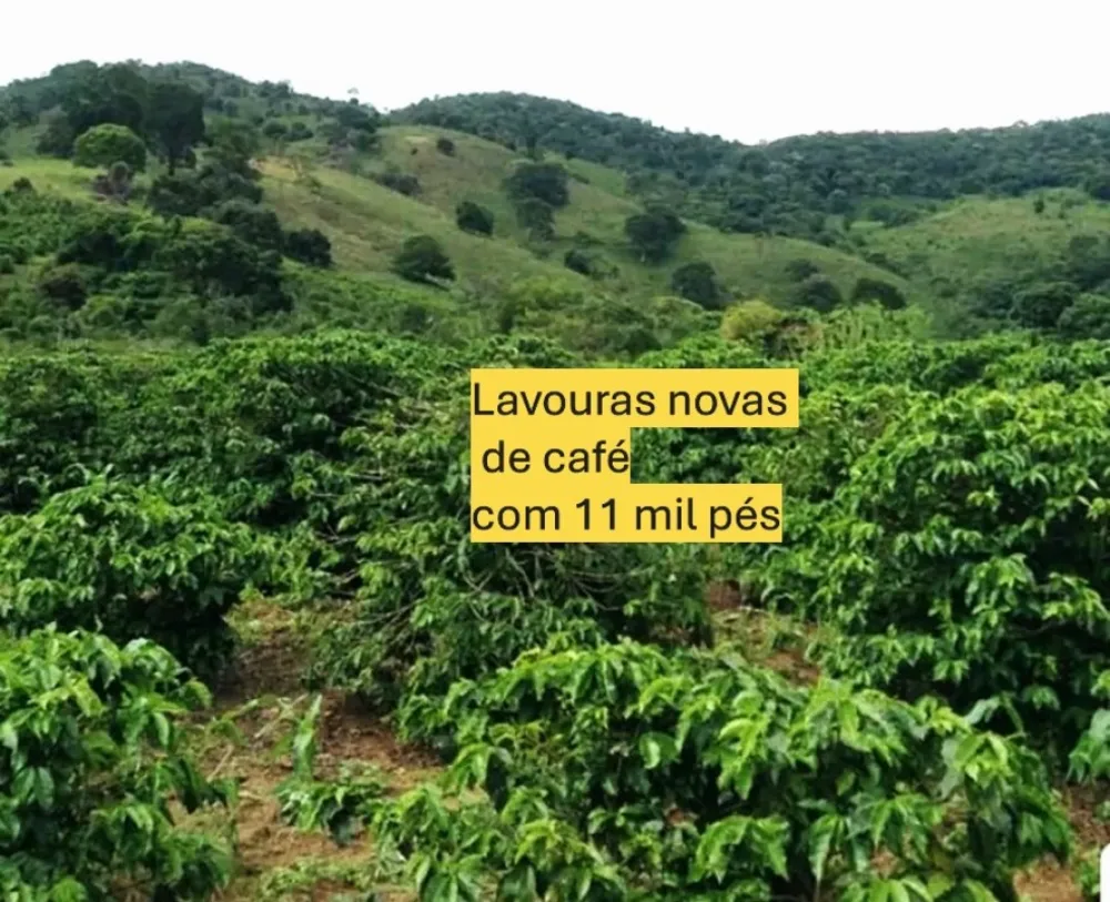 Fazenda, 77 hectares - Foto 18