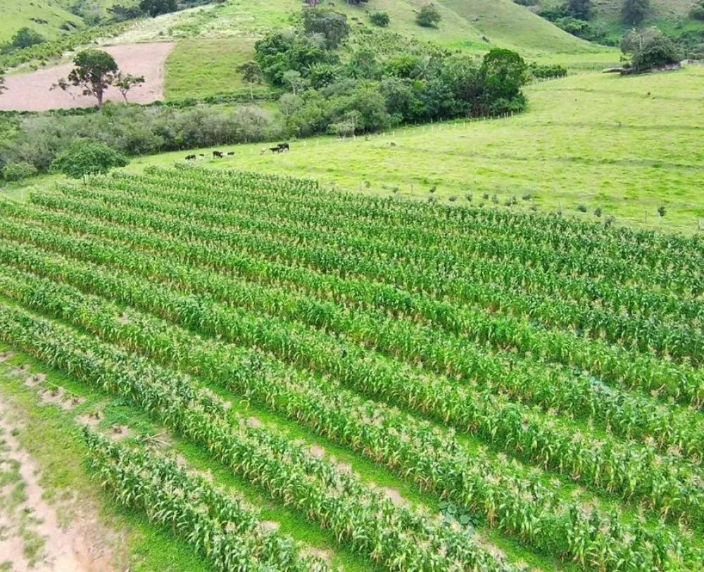 Fazenda, 77 hectares - Foto 17