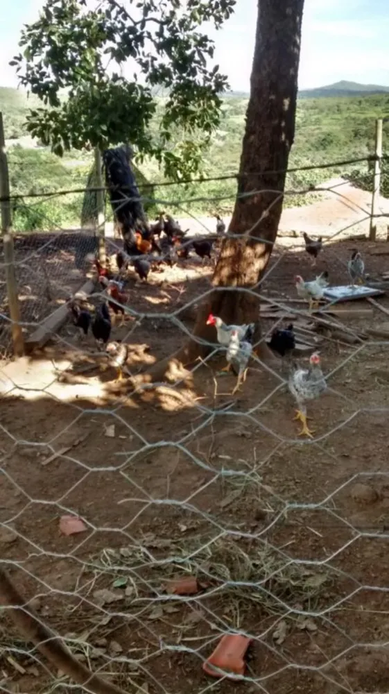 Chácara, 4 quartos - Foto 8