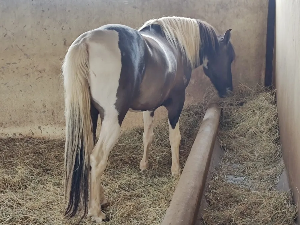 Fazenda, 795 hectares - Foto 16