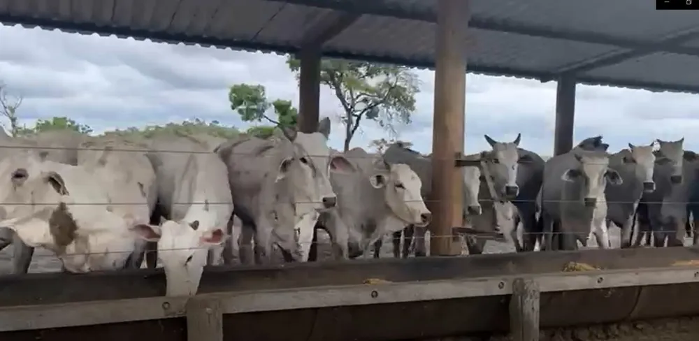 Fazenda, 795 hectares - Foto 14