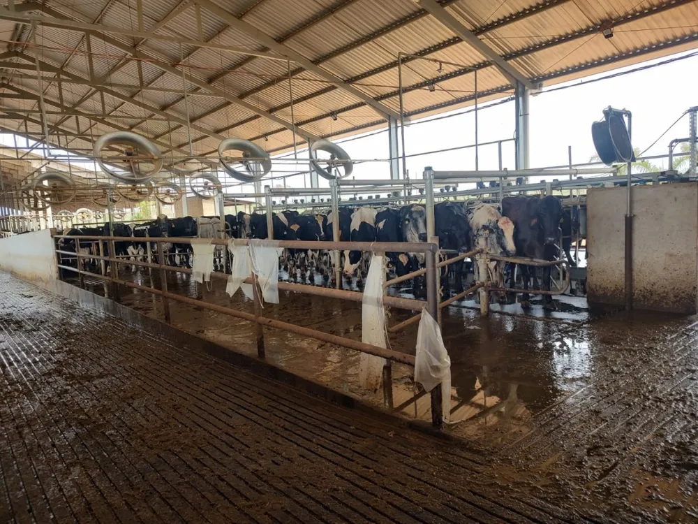 Fazenda, 795 hectares - Foto 8