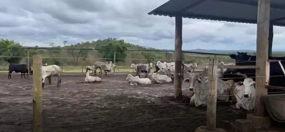 Fazenda, 795 hectares - Foto 13
