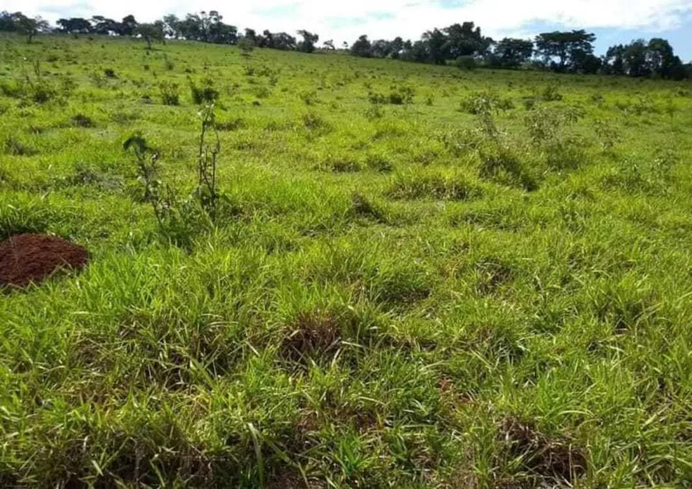 Fazenda, 251 hectares - Foto 6