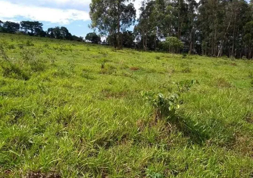 Fazenda, 251 hectares - Foto 3