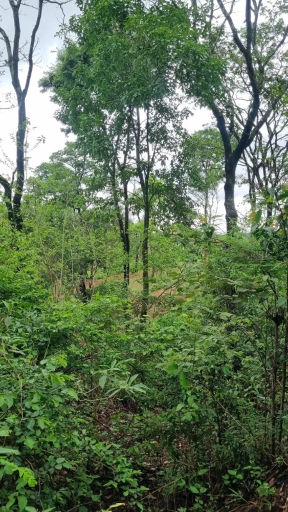 Chácara, 1 quarto, 4000 m² - Foto 3
