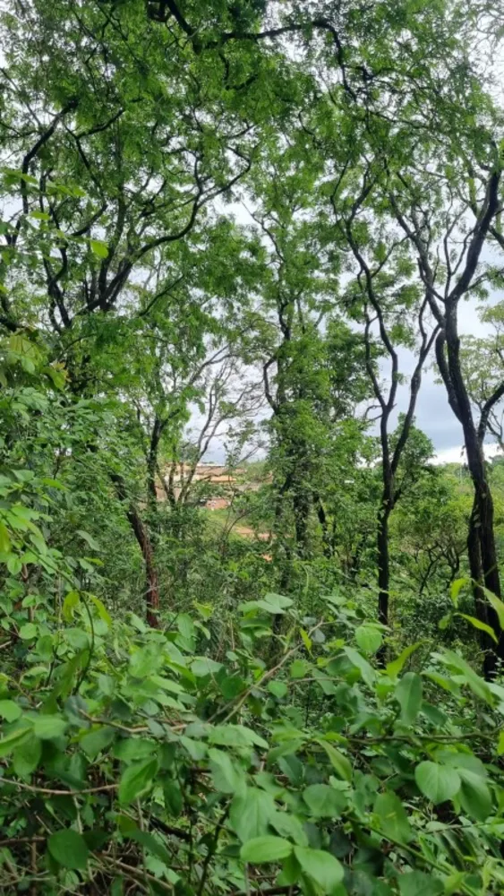 Chácara, 1 quarto, 4000 m² - Foto 4