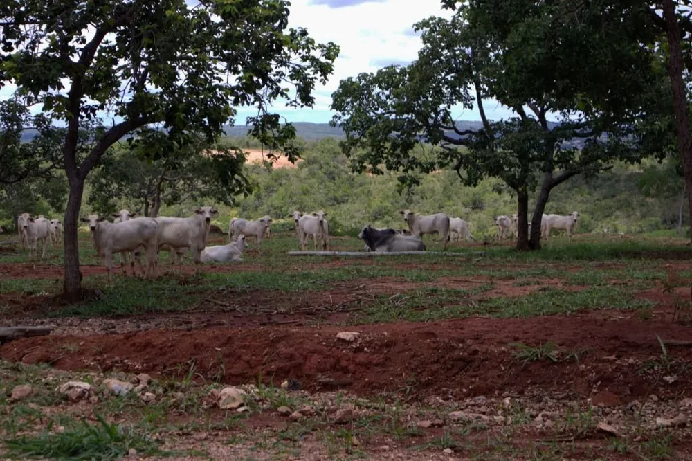 Terreno - Foto 10