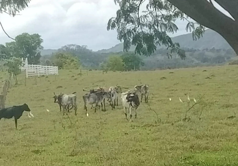 Fazenda, 80 hectares - Foto 2