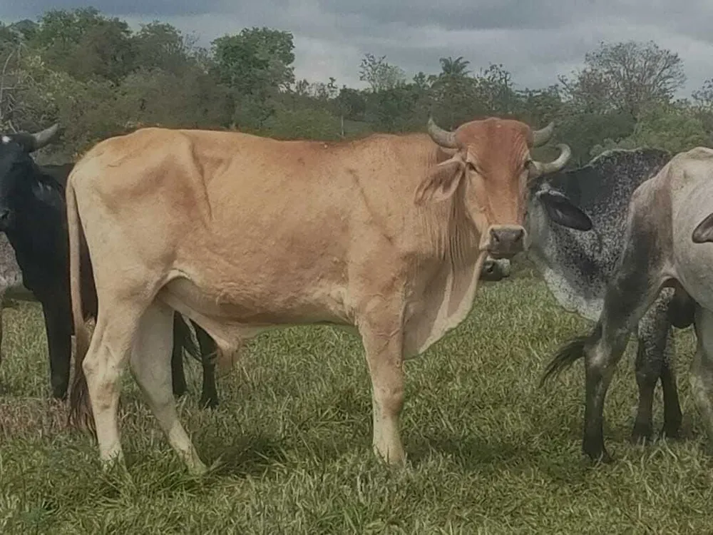 Fazenda, 80 hectares - Foto 3