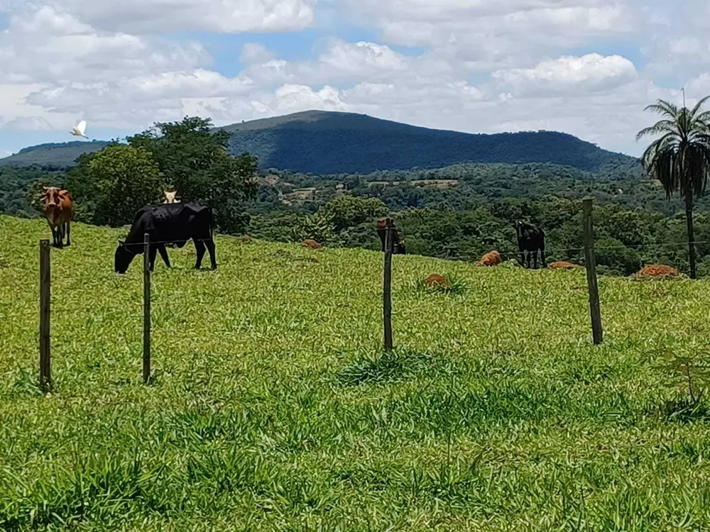 Fazenda, 80 hectares - Foto 8
