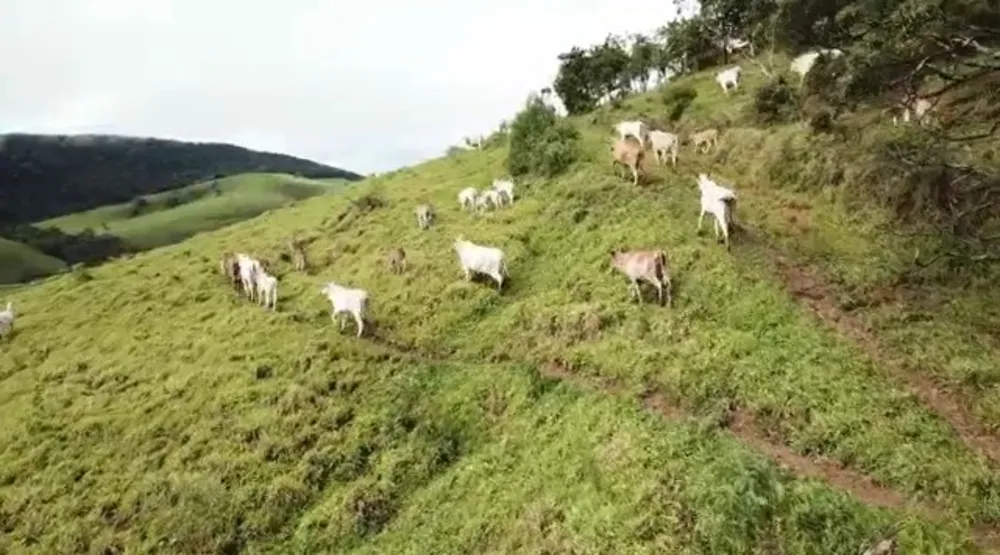 Fazenda, 140 hectares - Foto 12