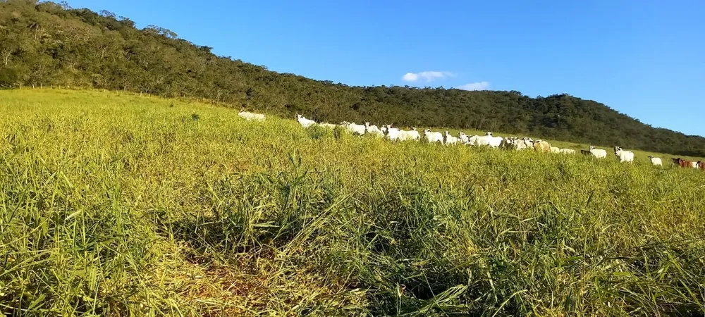 Fazenda, 3 quartos - Foto 7