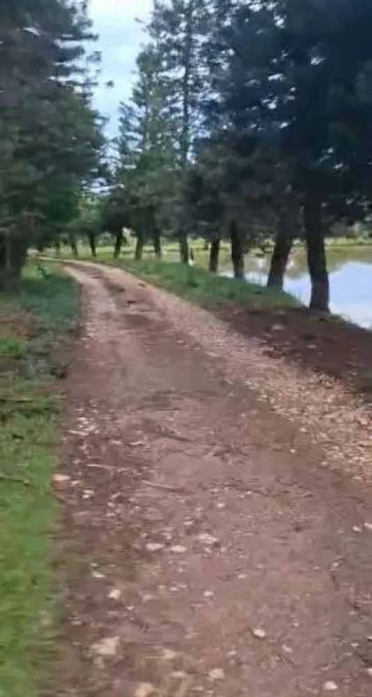 Fazenda, 84 hectares - Foto 18