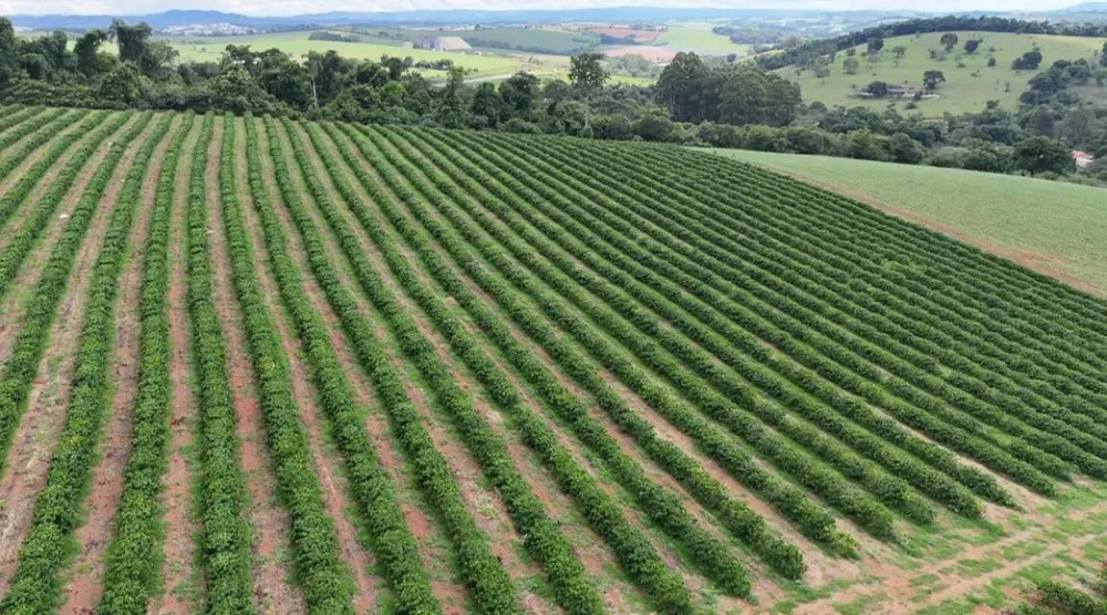 Fazenda, 84 hectares - Foto 6