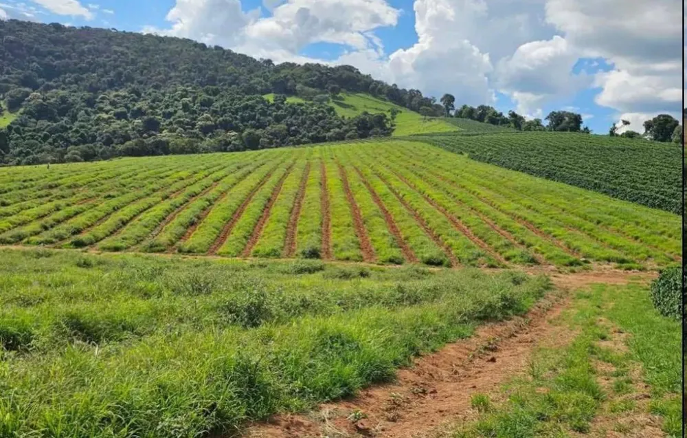 Fazenda, 84 hectares - Foto 8